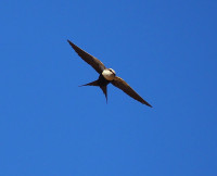Australian Arid Lands Botanic Garden